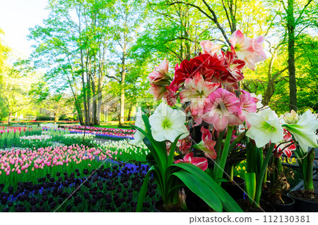 flowers in shop flowers in shop 112130381