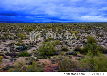 Sonora Desert Arizona Sonora Desert Arizona 112130411