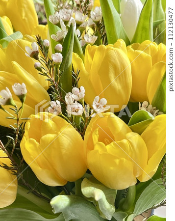 Close up Yellow tulips with green leaves. Copy space Close up Yellow tulips with green leaves. Copy space 112130477