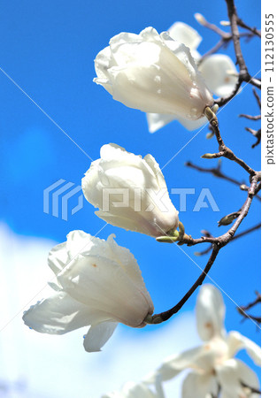 雨後的白玉蘭花 雨後的白玉蘭花 112130555