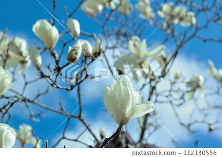 雨後的白玉蘭花 雨後的白玉蘭花 112130556