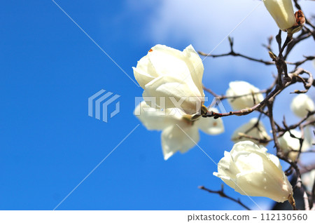 雨後的白玉蘭花 雨後的白玉蘭花 112130560
