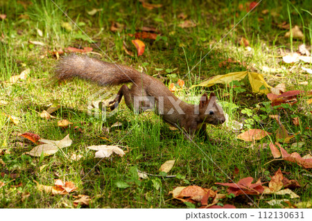 北海道可愛的野生動物－秋松鼠 112130631