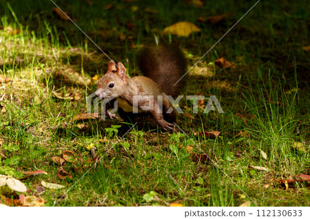北海道可愛的野生動物－秋松鼠 112130633
