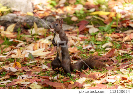 北海道可愛的野生動物－秋松鼠 112130634