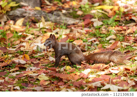 北海道可愛的野生動物－秋松鼠 112130638