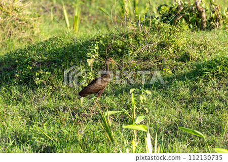Limpkin (Aramus guarauna), Magdalena river, Wildlife and birdwatching in Colombia. Limpkin (Aramus guarauna), Magdalena river, Wildlife and birdwatching in Colombia. 112130735