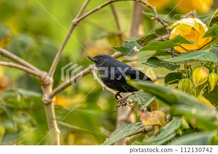 White-sided flowerpiercer (Diglossa albilatera), Valle Del Cocora, Quindio Department. Wildlife and birdwatching in Colombia. 112130742