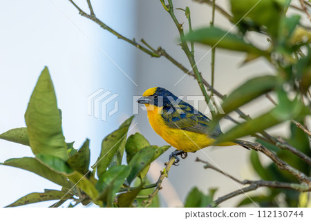 Thick-billed euphonia (Euphonia laniirostris). Rionegro, Antioquia Columbia 112130744