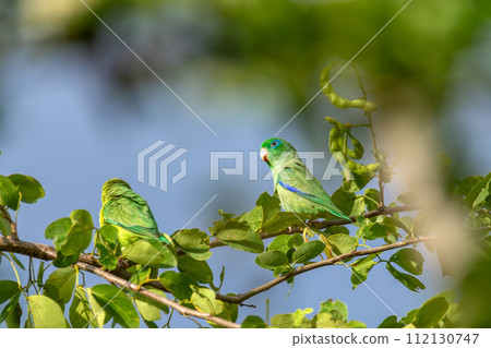 Spectacled parrotlet (Forpus conspicillatus), Barichara, Santander department. Wildlife and birdwatching in Colombia 112130747