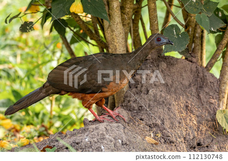Sickle-winged guan (Chamaepetes goudotii), Valle Del Cocora, Quindio Department. Wildlife and birdwatching in Colombia 112130748