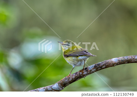 Tennessee warbler (Leiothlypis peregrina), Minca, Sierra Nevada de Santa Marta. Wildlife and birdwatching in Colombia. 112130749