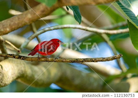 Summer tanager (Piranga rubra), Antioquia department, Wildlife and birdwatching in Colombia. Summer tanager (Piranga rubra), Antioquia department, Wildlife and birdwatching in Colombia. 112130753