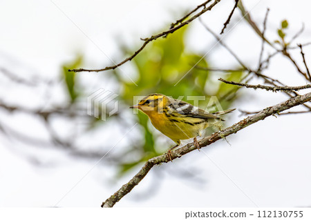 Blackburnian warbler (Setophaga fusca), Guatavita, Cundinamarca department. Wildlife and birdwatching in Colombia. 112130755