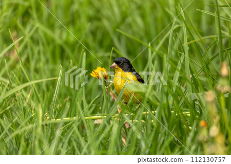 Lesser goldfinch (Spinus psaltria), Valle Del Cocora, Quindio Department. Wildlife and birdwatching in Colombia 112130757