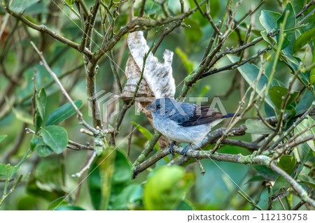 Plain-colored tanager (Tangara inornata), Rionegro, Antioquia department, Wildlife and birdwatching in Colombia. 112130758
