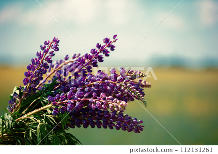 A violet bouquet of lupine flowers against a green background. A violet bouquet of lupine flowers against a green background. 112131261