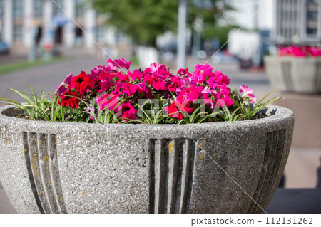 Urban flower bed with purple petunias. Urban flower bed with purple petunias. 112131262