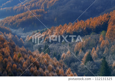 Larch leaves turning red and hoarfrost, the gap between autumn and winter, a spectacular view of Hokkaido 112131325