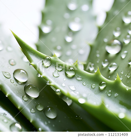 Aloe vera with drops closeup Aloe vera with drops closeup 112131409