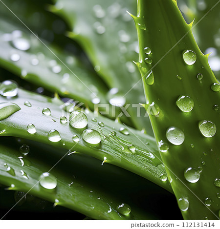 Aloe vera with water drops closeup 112131414