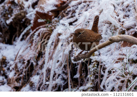 Snow and Wren: Hokkaido's winter wild birds Snow and Wren: Hokkaido's winter wild birds 112131601