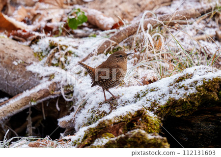 Snow and Wren: Hokkaido's winter wild birds Snow and Wren: Hokkaido's winter wild birds 112131603