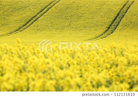 Rapeseed field in Denmark Rapeseed field in Denmark 112131610