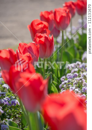 Red tulips blooming in a row 112131670