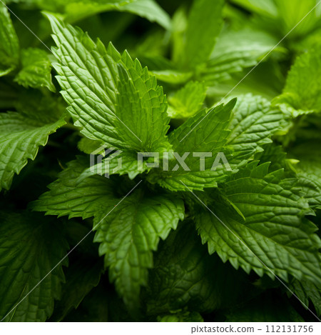 green nettle herbs 112131756