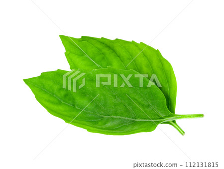 leaf  fresh basil isolated 112131815