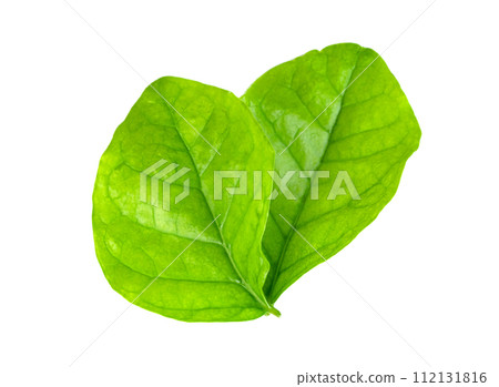 leaf jasmine isolated 112131816