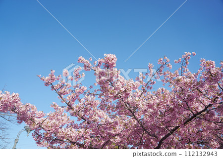 Toda River Green Area Kawazu Cherry Blossoms Nagoya Aichi Toda River Green Area Kawazu Cherry Blossoms Nagoya Aichi 112132943