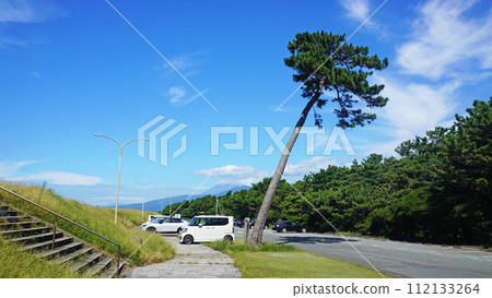 Black pine growing diagonally, exposed to the sea breeze (Senbonhama Park, Numazu City, Shizuoka Prefecture) 112133264