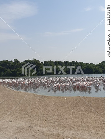 Flock of flamingos 112133285