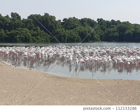 Flock of flamingos Flock of flamingos 112133286