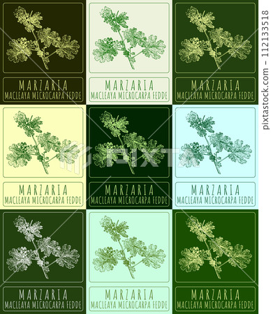 Set of vector drawing MARZARIA in various colors. Hand drawn illustration. The Latin name is MACLEAYA MICROCARPA FEDDE. 112133518
