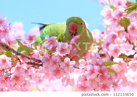 Kawazu cherry blossoms and parakeets 112133650