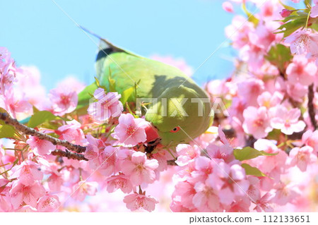 河津櫻花和長尾小鸚鵡 112133651