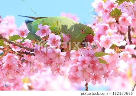 Kawazu cherry blossoms and parakeets 112133656