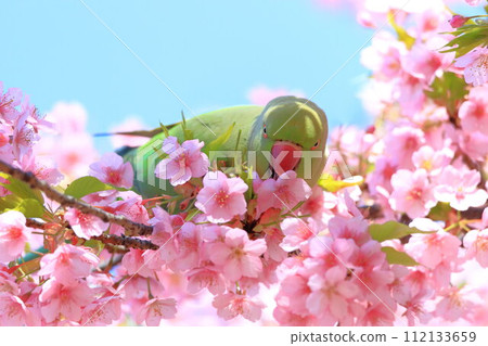 河津櫻花和長尾小鸚鵡 112133659