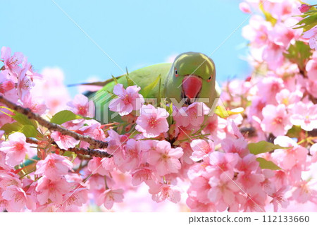 河津櫻花和長尾小鸚鵡 112133660