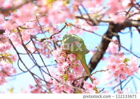 河津櫻花和長尾小鸚鵡 112133671