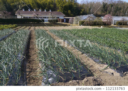 Onion field 112133763