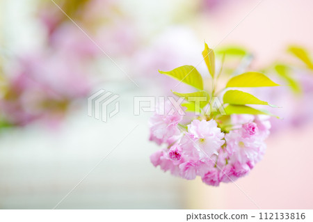 Cherry blossom in spring, sakura flowers. Blurred pastel pink tone. 112133816