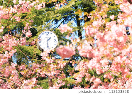 Rinshi no Mori Park Kawazu Sakura Rinshi no Mori Park Kawazu Sakura 112133838