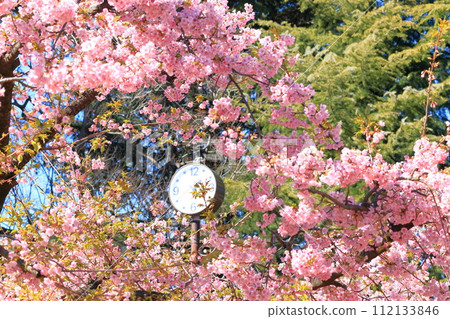 Rinshi no Mori Park Kawazu Sakura 112133846