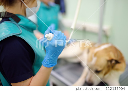 Two veterinarian doctor are going to do an x-ray of big dog during the examination in veterinary clinic. Pet health. 112133904