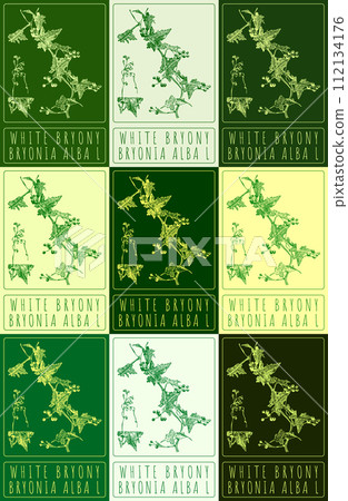 Set of vector drawing WHITE BRYONY in various colors. Hand drawn illustration. The Latin name is BRYONIA ALBA L. 112134176