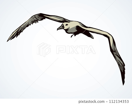 Seagull in flight. Vector drawing 112134353